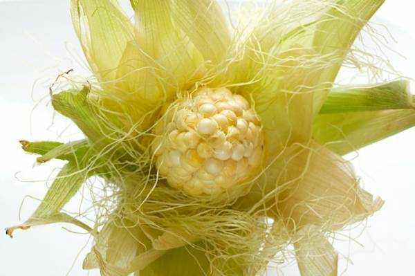 Кукурузные рыльца: лечебные полезные свойства и противопоказания