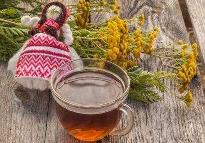 Пижма: полезные и лечебные свойства и противопоказания