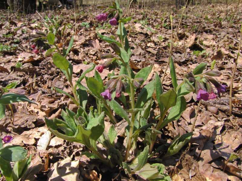 Медуница лекарственная: лечебные свойства, применение в народной медицине