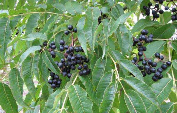 Бархат амурский: описание растения, лечебные свойства, применение