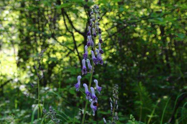Аконит (Aconitum) – гомеопатия: показания к применению