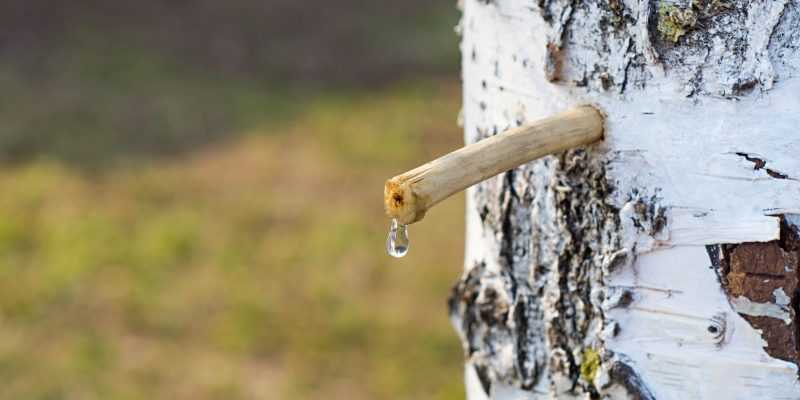 Березовый сок: польза и вред для организма человека, применение