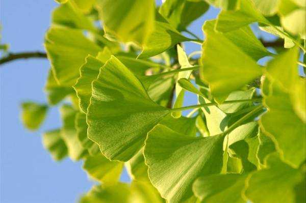 Гинкго билоба (Ginkgo biloba): где растет, описание, интересные факты, полезные свойства растения