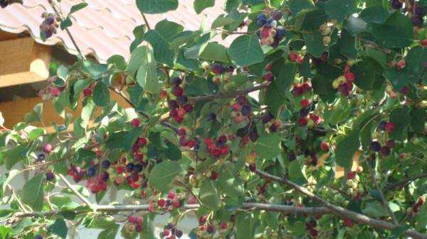 Ирга: полезные лечебные свойства и противопоказания
