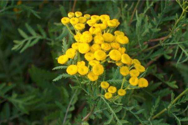 Пижма: полезные и лечебные свойства и противопоказания