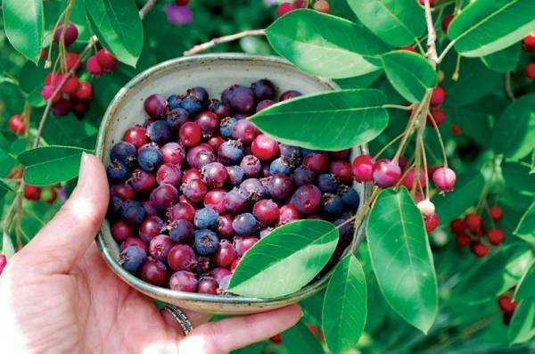 Ирга: полезные лечебные свойства и противопоказания