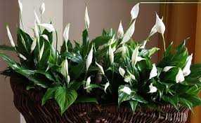 Цветы, которые приносят счастье и деньги в дом