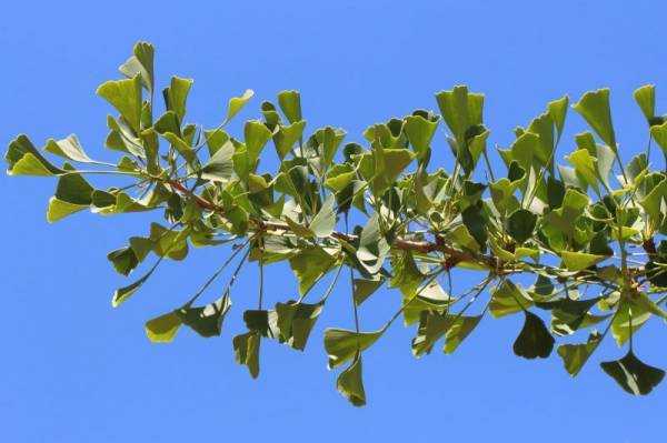 Гинкго билоба (Ginkgo biloba): где растет, описание, интересные факты, полезные свойства растения