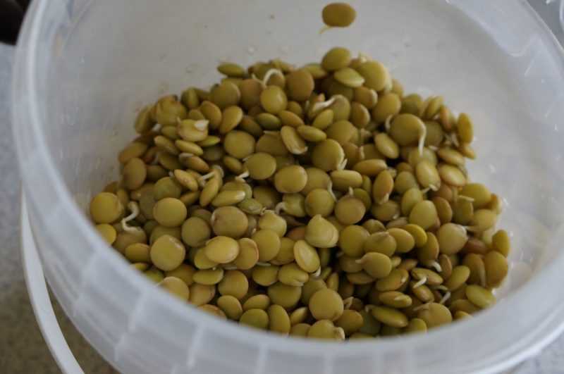 Чем полезна чечевица для организма человека