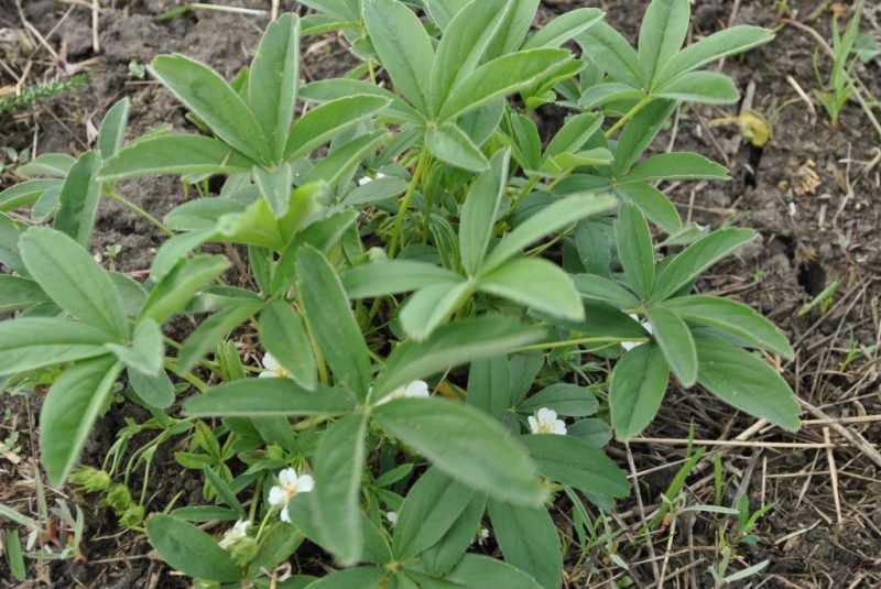 Лапчатка белая: полезные свойства и противопоказания, применение