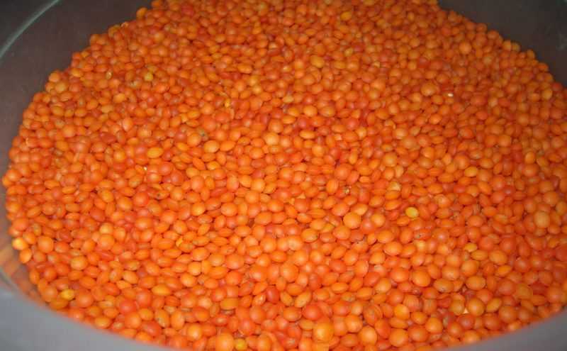 Чем полезна чечевица для организма человека