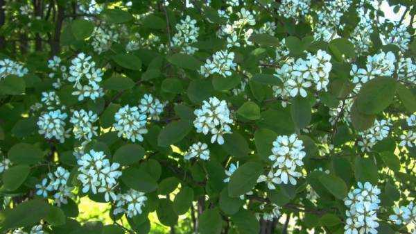 Ирга: полезные лечебные свойства и противопоказания