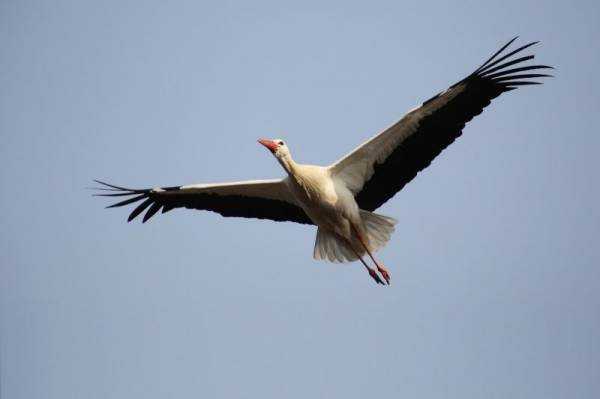 К чему снится аист: сонник про аиста