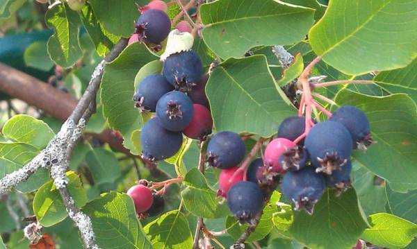 Ирга: полезные лечебные свойства и противопоказания