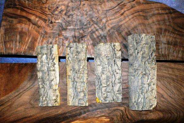 Бархат амурский: описание растения, лечебные свойства, применение