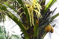 Кокосовый сахар: польза и вред, гликемический индекс, из чего делают, 2 рецепта блюд с кокосовым сахаром