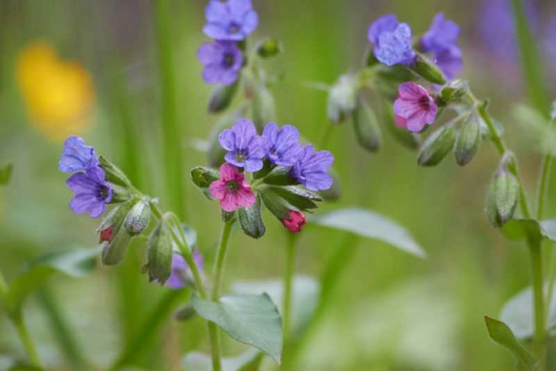 Медуница лекарственная: лечебные свойства, применение в народной медицине