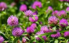 Клевер луговой: описание, лечебные свойства и применение растения