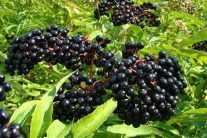 Бузина черная: лечебные и полезные свойства, противопоказания