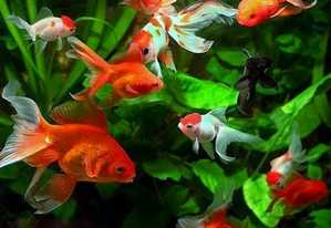 Привлекаем деньги в дом по фэн-шуй