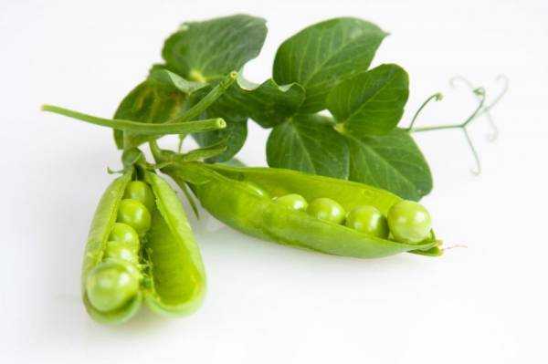 Горох: польза и вред для здоровья человека
