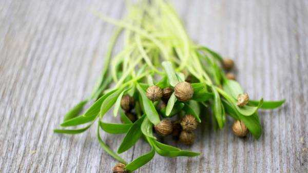 Кориандр – полезные свойства и противопоказания