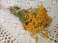 Пижма: полезные и лечебные свойства и противопоказания