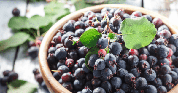 Ирга: полезные лечебные свойства и противопоказания