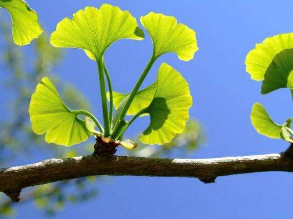 Гинкго билоба (Ginkgo biloba): где растет, описание, интересные факты, полезные свойства растения