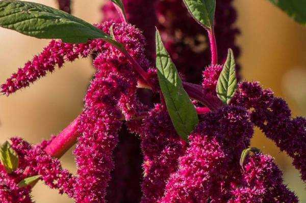 Амарант растение - лечебные свойства, польза и вред