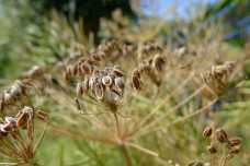 Народные средства от бессонницы: простые и эффективные средства для хорошего сна