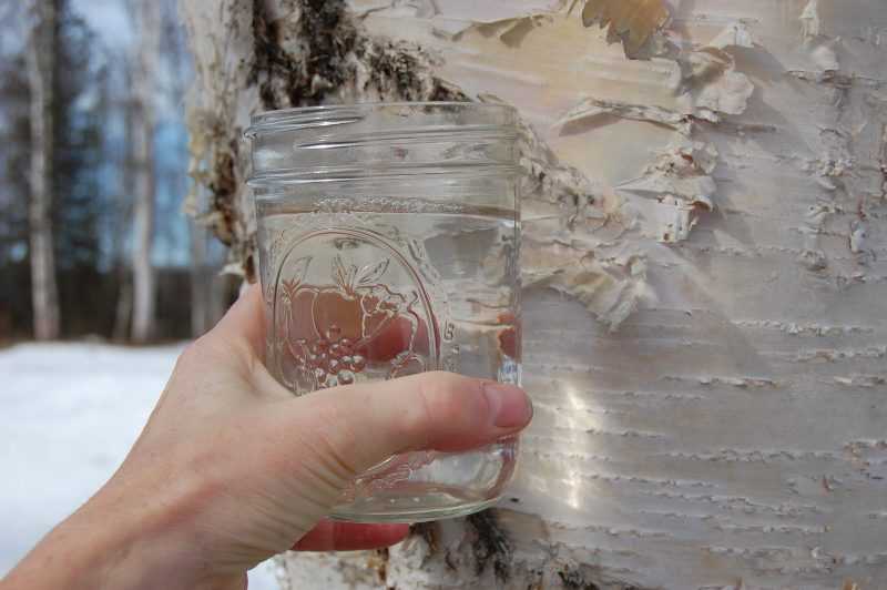 Березовый сок: польза и вред для организма человека, применение