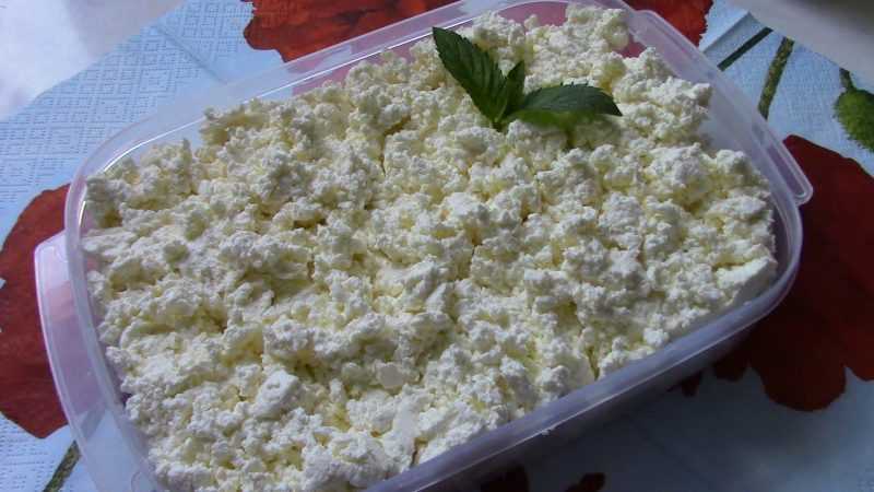 Чем полезен творог? Польза обезжиренного и жирного творога для организма человека