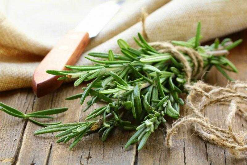 Розмарин: лечебные полезные свойства и противопоказания