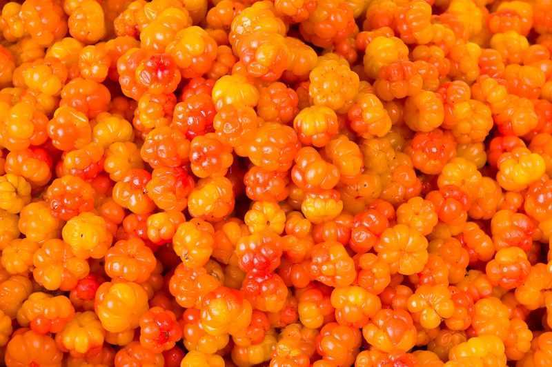 Морошка: полезные и лечебные свойства, противопоказания