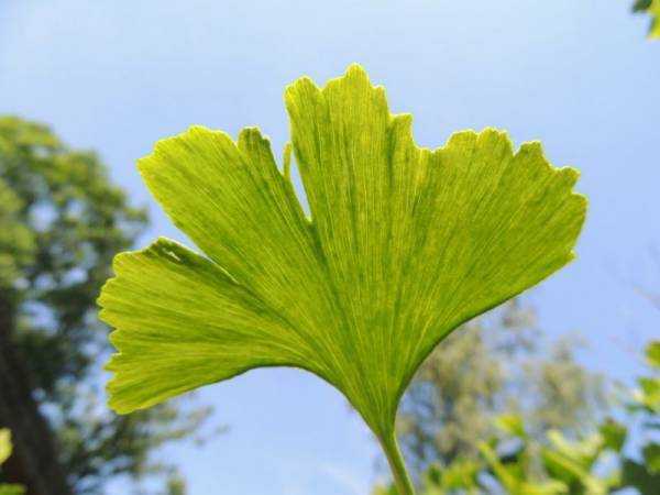 Гинкго билоба (Ginkgo biloba): где растет, описание, интересные факты, полезные свойства растения