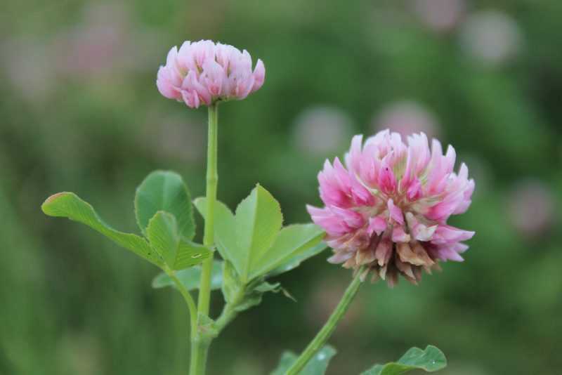 Клевер луговой: описание, лечебные свойства и применение растения