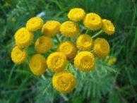 Пижма: полезные и лечебные свойства и противопоказания