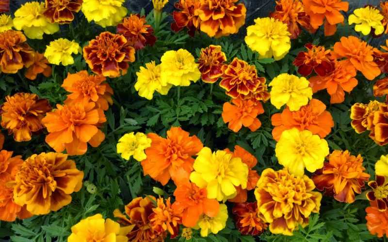 Бархатцы: лечебные свойства и противопоказания, применение в народной медицине и в косметологии