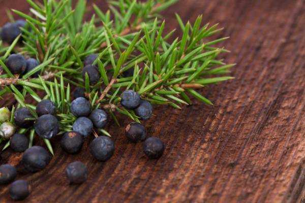 Ягоды можжевельника: лечебные и полезные свойства, противопоказания