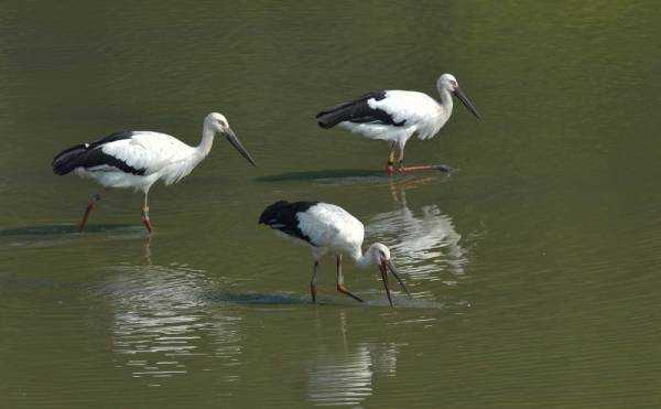 К чему снится аист: сонник про аиста