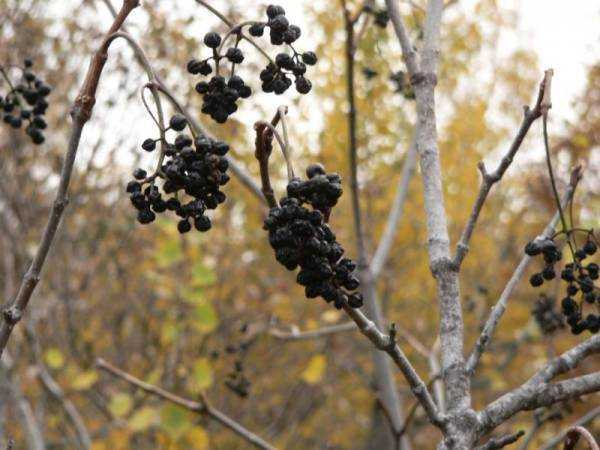 Бархат амурский: описание растения, лечебные свойства, применение