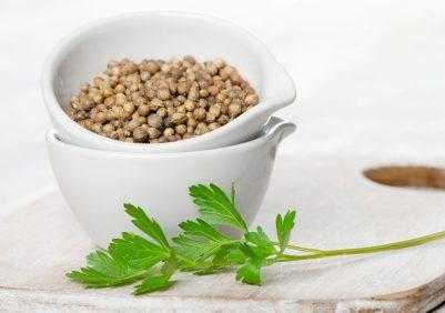 Кориандр – полезные свойства и противопоказания