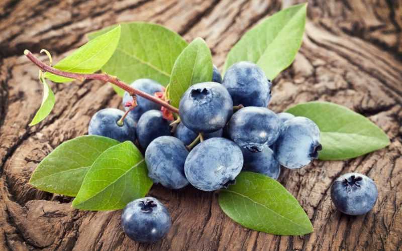 Голубика: полезные свойства для здоровья человека, противопоказания