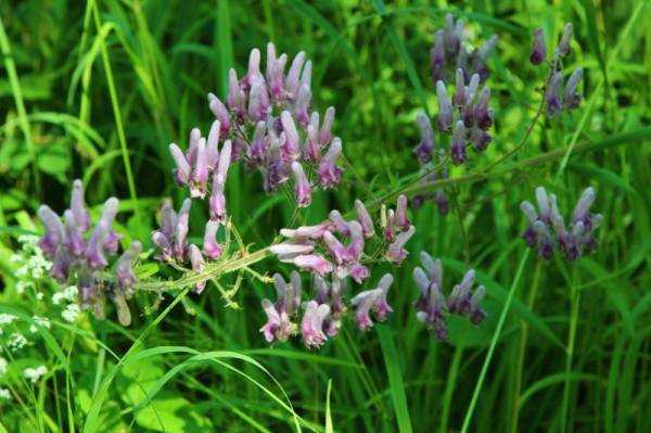 Аконит (Aconitum) – гомеопатия: показания к применению