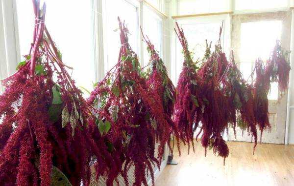 Амарант растение - лечебные свойства, польза и вред