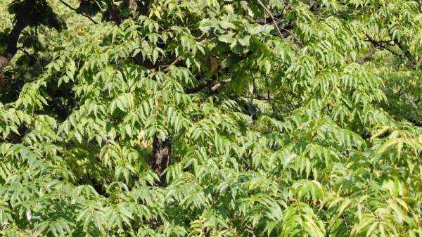 Бархат амурский: описание растения, лечебные свойства, применение