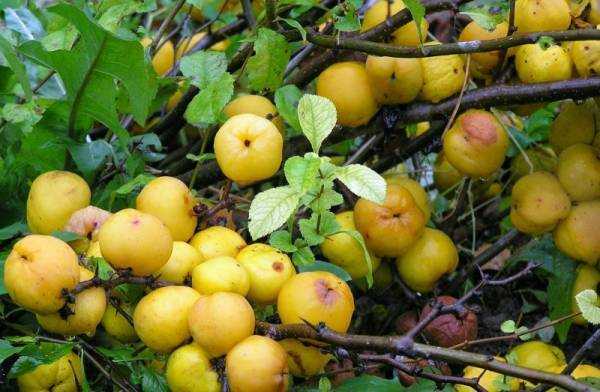 Японская айва: полезные свойства и противопоказания