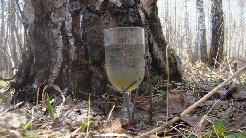 Чем полезен березовый сок? Полезные и лечебные свойства березового сока для организма, противопоказания