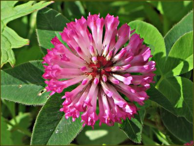 Клевер луговой: описание, лечебные свойства и применение растения